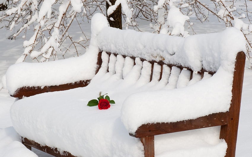 Rosa roja sobre la espesa nieve descansando en el banco de madera, rosa roja invierno fondo de pantalla