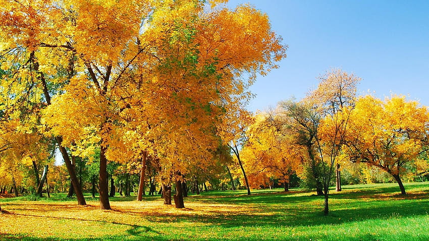 Golden autumn HD wallpaper | Pxfuel