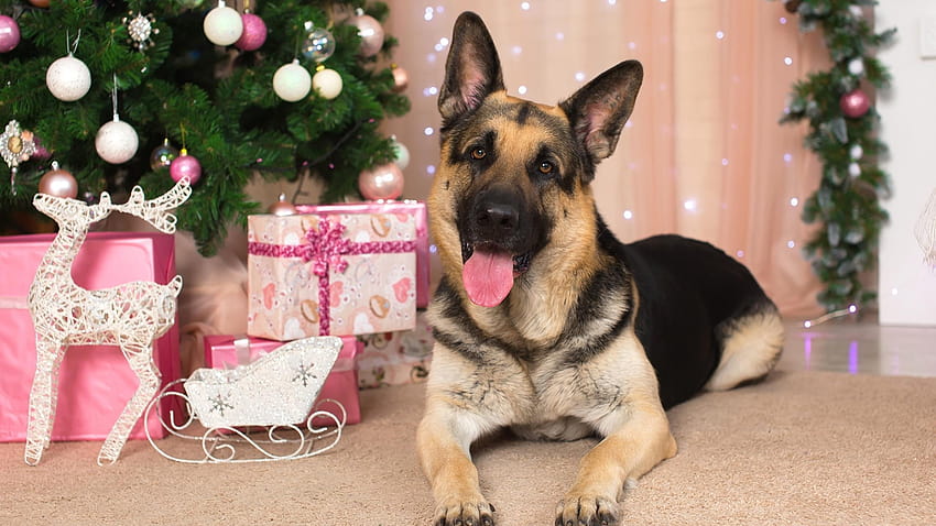 Anjing Gembala Jerman Natal Cakar Lidah Hewan, chirstmas gembala jerman Wallpaper HD