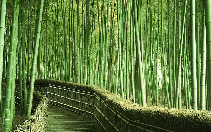 Saksı Bambu Fabrikası, bambu ağaçları ormanı HD duvar kağıdı