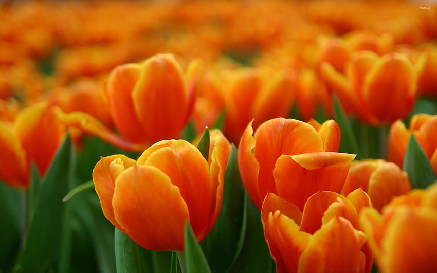 Orangefarbene Tulpen, orangefarbener Frühling HD-Hintergrundbild