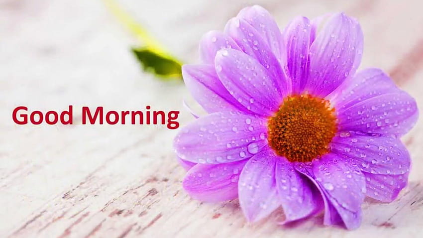 good morning flowers , , Videos, Sayings for Love HD wallpaper