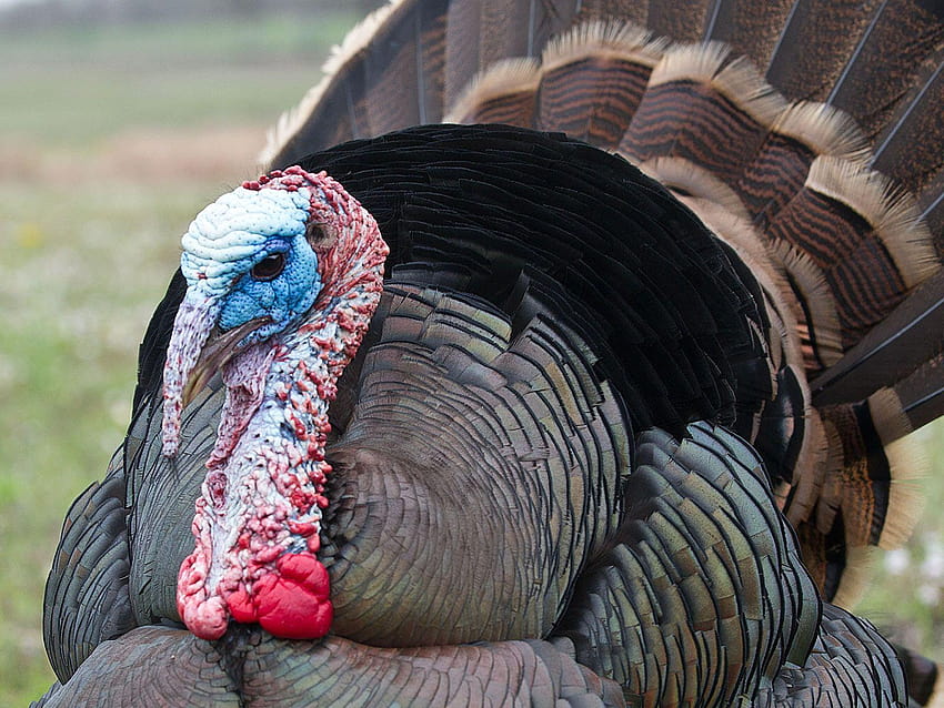 Wild Turkey Backgrounds, turkeys HD wallpaper