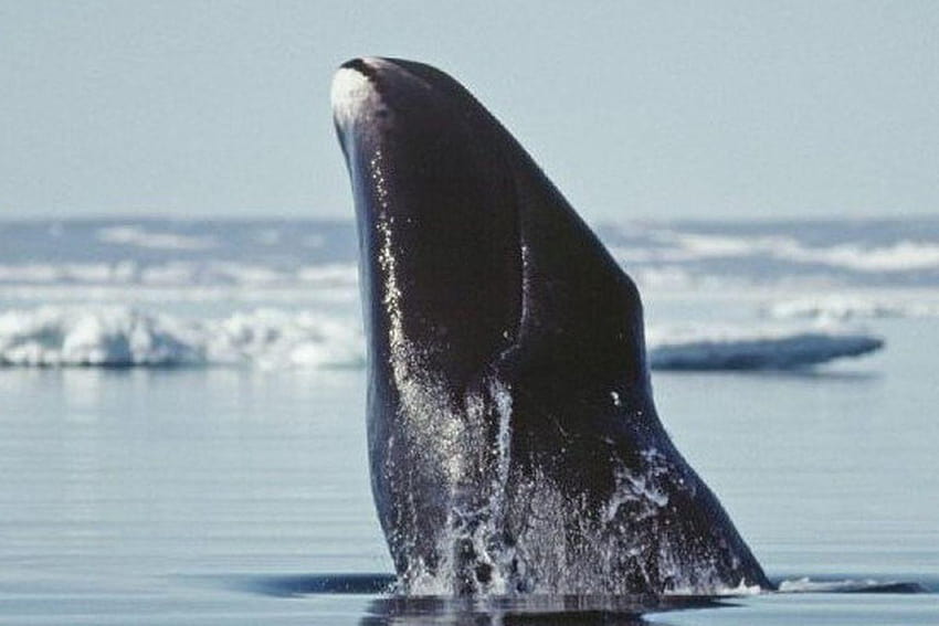Bowhead whale genome may unlock its longevity secrets, bowhead whales HD wallpaper