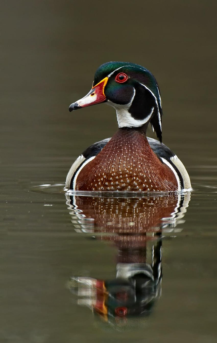 Wood Duck's Reflection at first light HD phone wallpaper