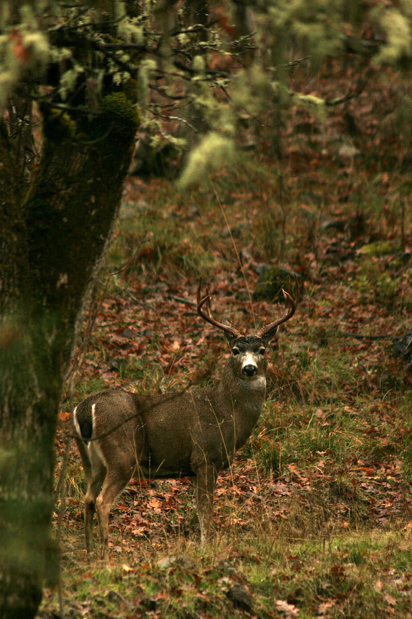 Columbia blacktail deer in Oregon HD phone wallpaper