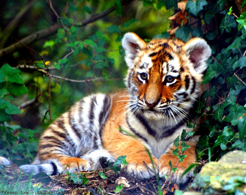 Animals Handsome Tiger and backgrounds, cute baby tigers HD wallpaper ...