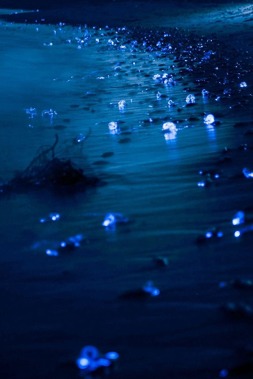 Ich habe das mysteriöse leuchtende Meer in Japan eingefangen, Biolumineszenz HD-Handy-Hintergrundbild