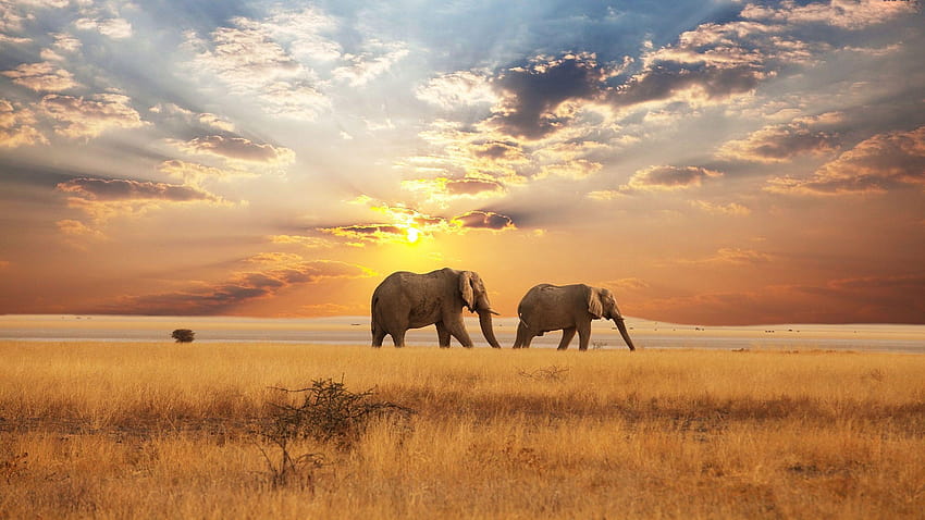 african_elephants_in_savanna__, Park Narodowy Krugera Tapeta HD
