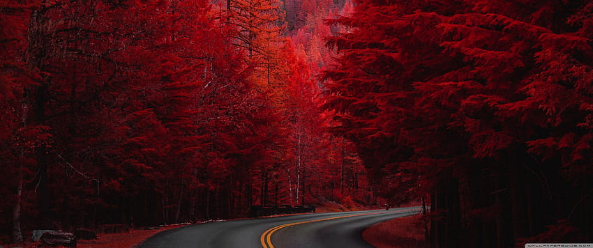 Autumn, Road, Aesthetic Ultra, 3440x1440 aesthetic HD wallpaper