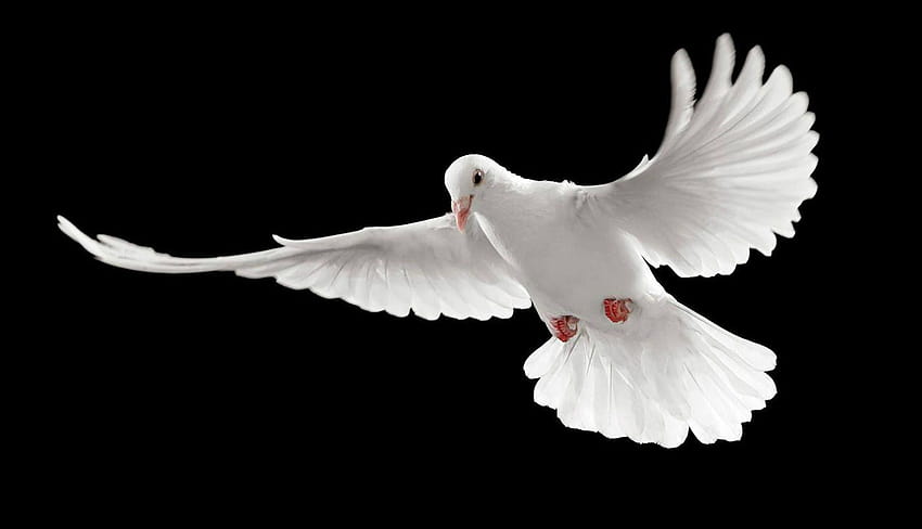 weißer Taubengrit, Taube mit Herz HD-Hintergrundbild