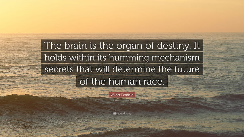 Zitat von Wilder Penfield: „Das Gehirn ist das Organ des Schicksals. Es HD-Hintergrundbild