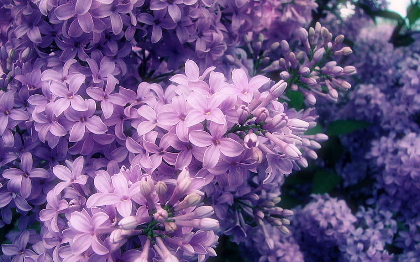 Fleurs violet clair Tumblr, tumblr fleur violette Fond d'écran HD
