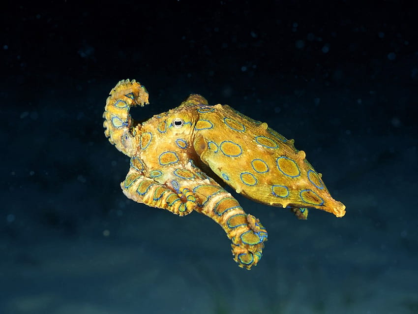 Cute But Deadly: 7 Facts About The Blue, blue ringed octopus HD wallpaper