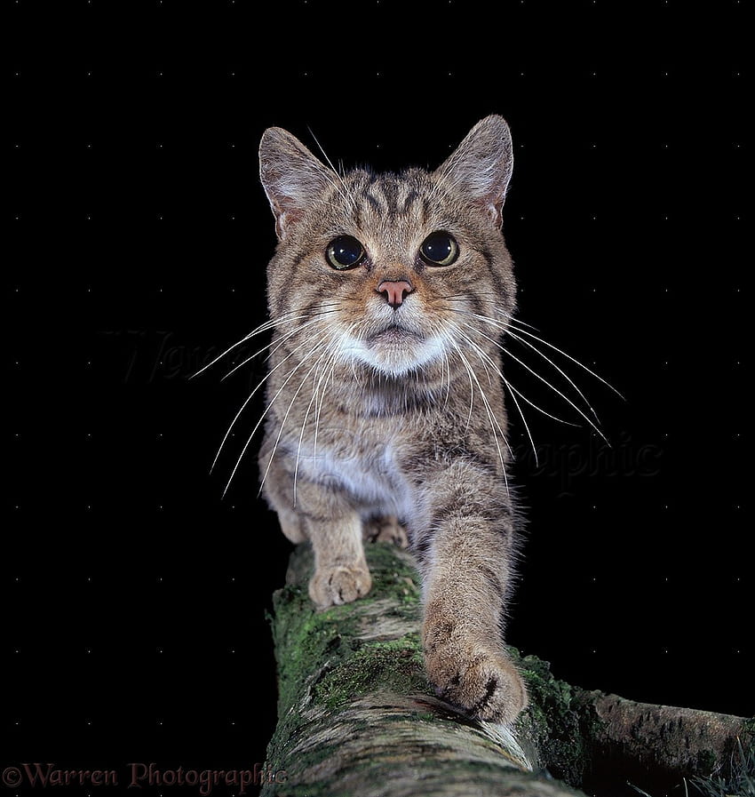 Nothing found for Tag African wild cat kittens [1046x1104] for your , Mobile & Tablet HD phone wallpaper