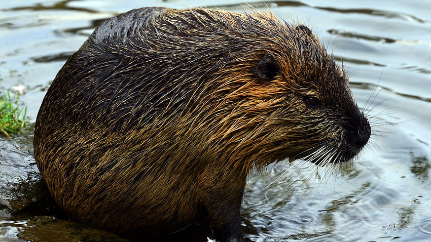 Beaver Bathing 43283, ragondin Fond d'écran HD