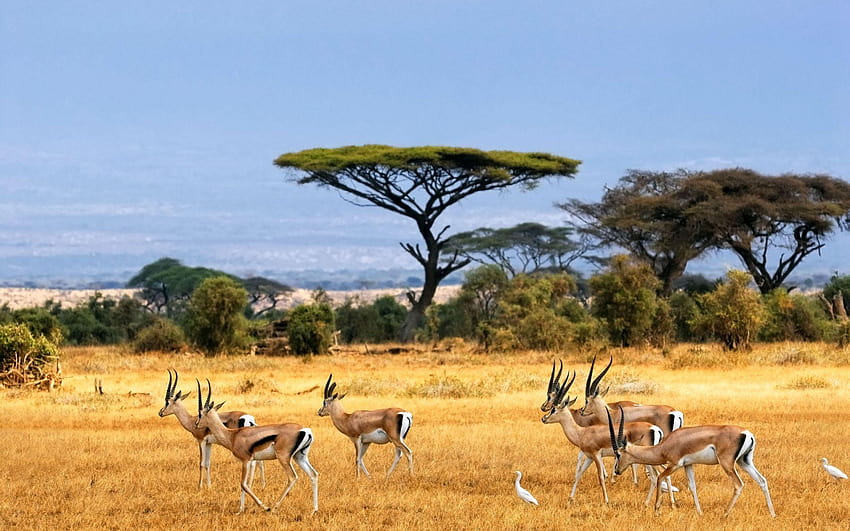 แอฟริกา อุทยานแห่งชาติครูเกอร์ วอลล์เปเปอร์ HD