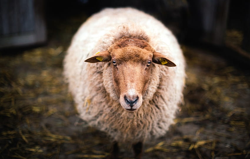 Schauen Sie, Wolle, Schafe, Abschnitt животные HD-Hintergrundbild