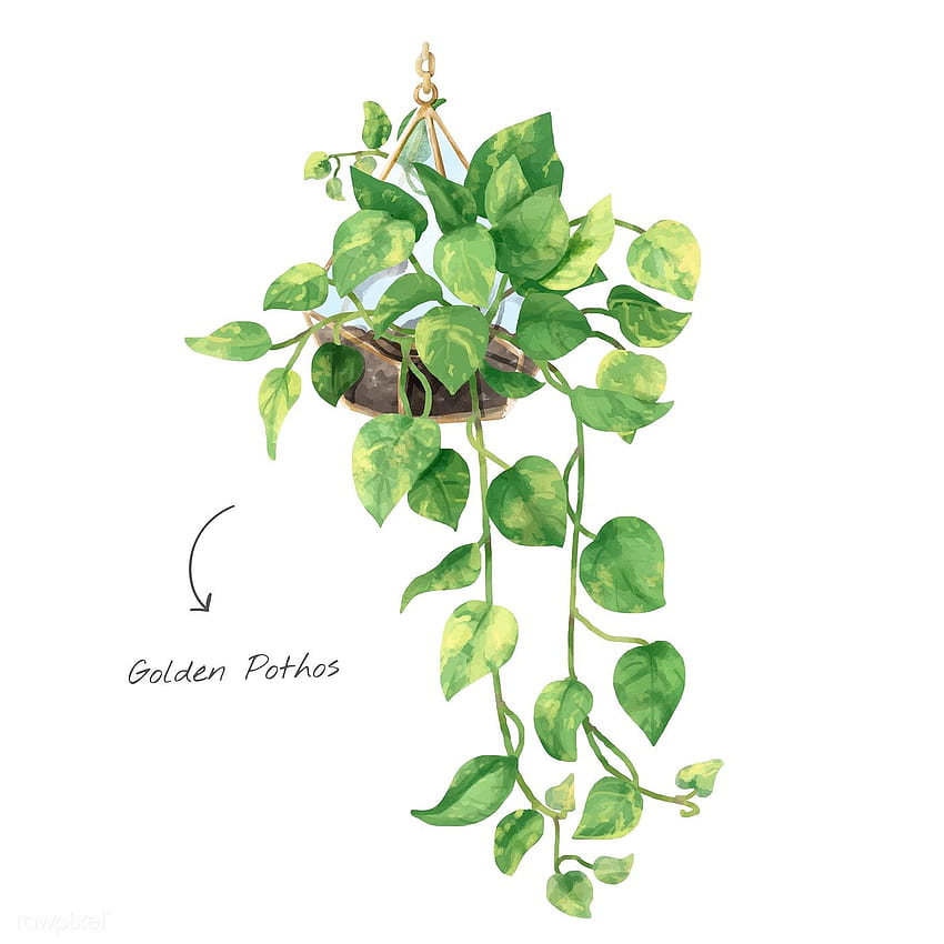 wektor premium liścia Golden Pothos izolowany na białym tle, roślina pieniężna Tapeta na telefon HD