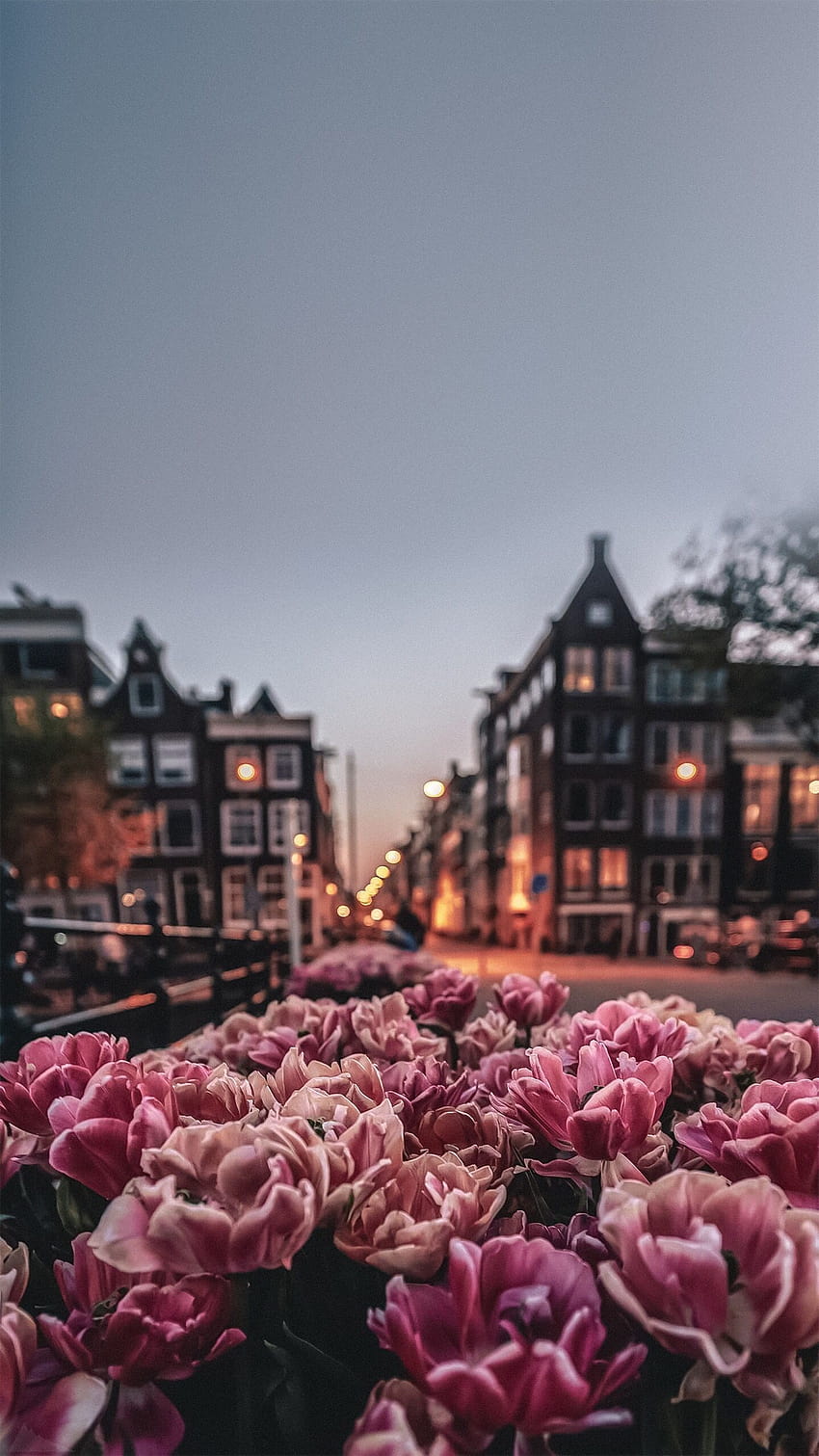 Телефон с цветя iPhone, пролетен Амстердам HD тапет за телефон
