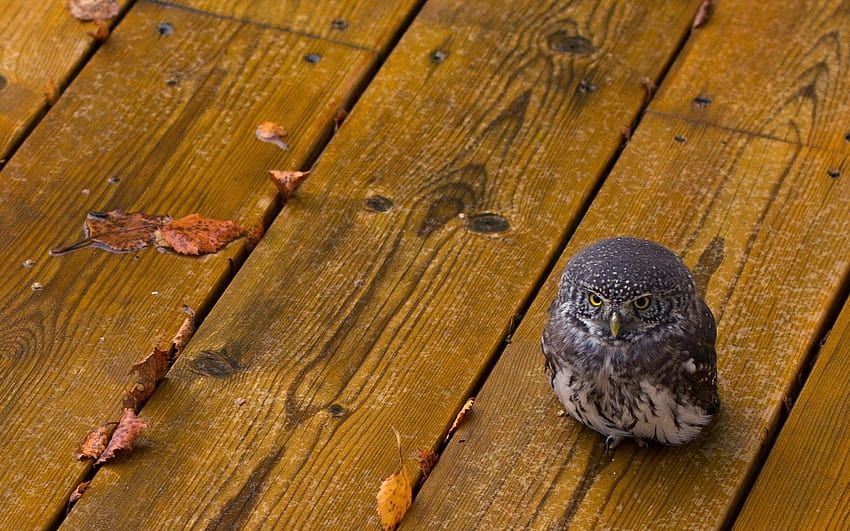 Animals birds owls wood babies cute predator eyes feather rain wet leaves autumn fall seasons, bird and autumn HD wallpaper
