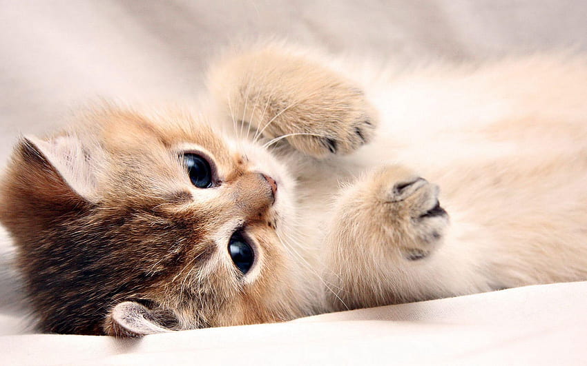 かわいい赤ちゃん猫、 高画質の壁紙