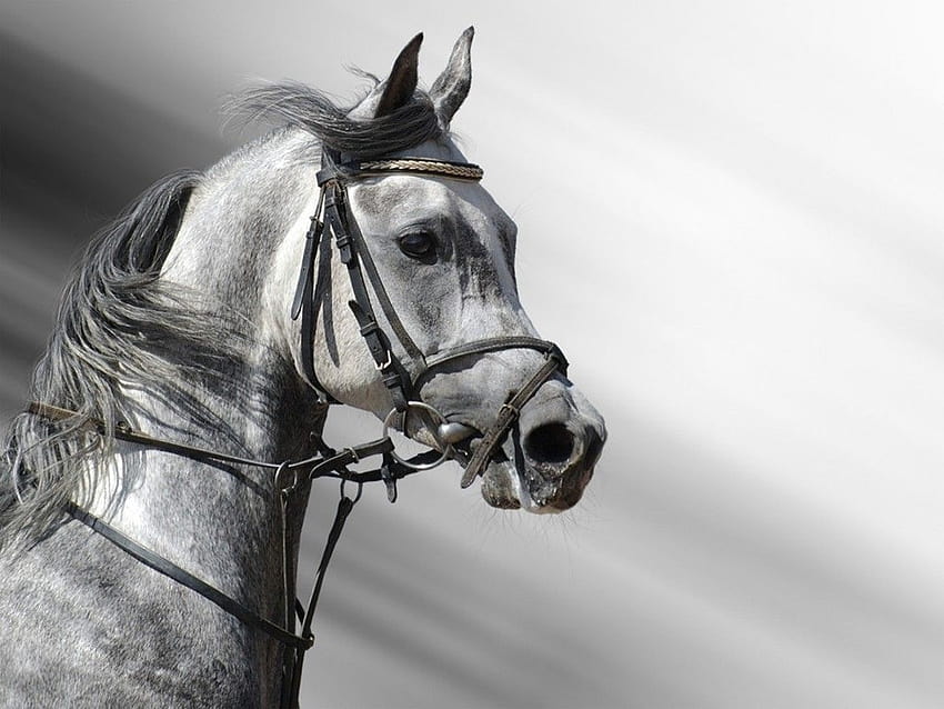 : kuda, kepala Kuda, kuda arab Wallpaper HD