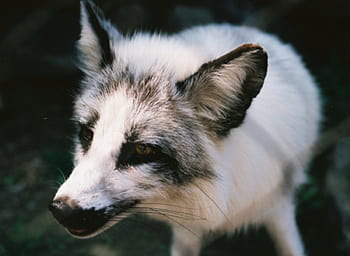 This Adorable Guy Is A Marble Fox, He Looks Like He's Half Husky, Half ...