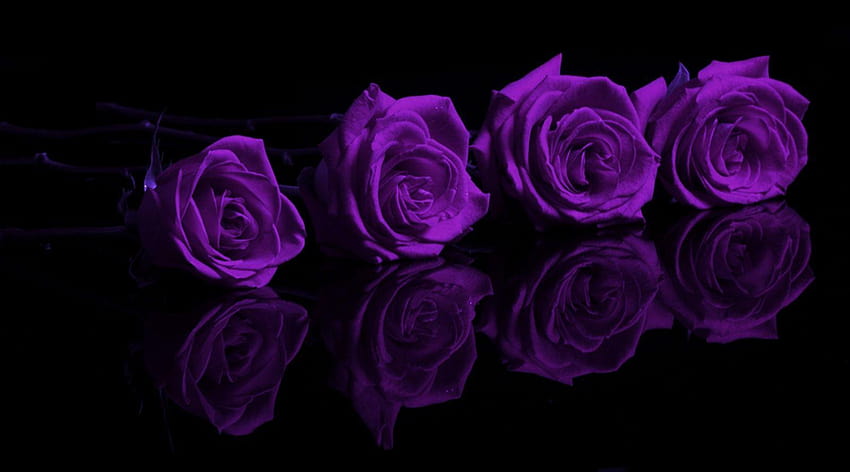 Mawar Ungu 12 Layar lebar, mawar ungu dan hitam Wallpaper HD