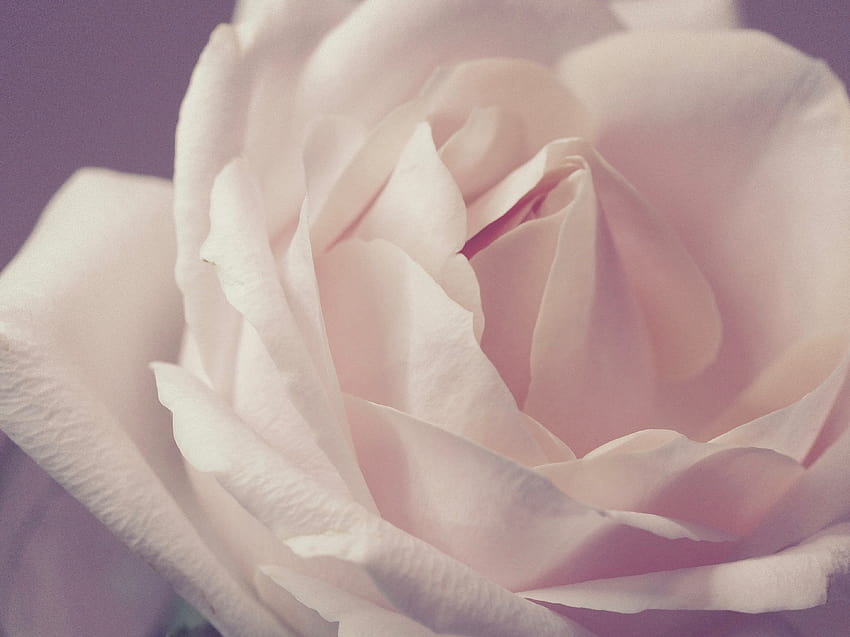 Closeup Of White Rose · Stock HD wallpaper