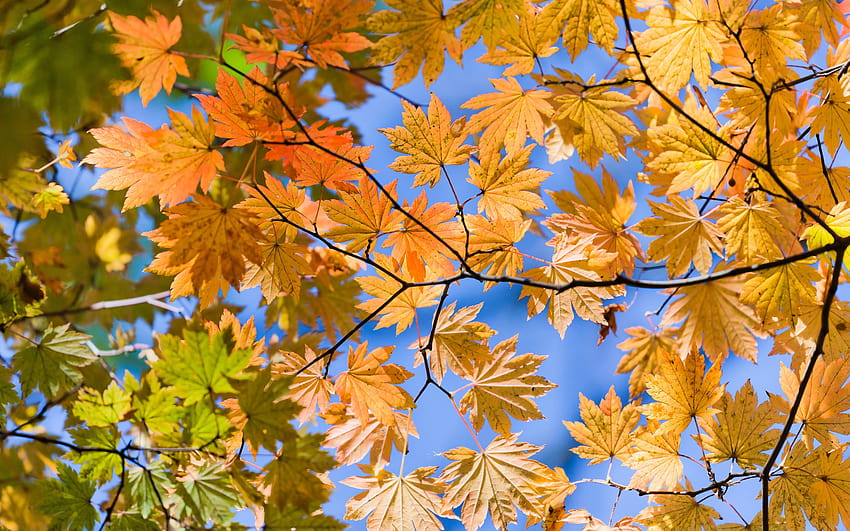 Daun Musim Gugur Beku, musim gugur Wallpaper HD