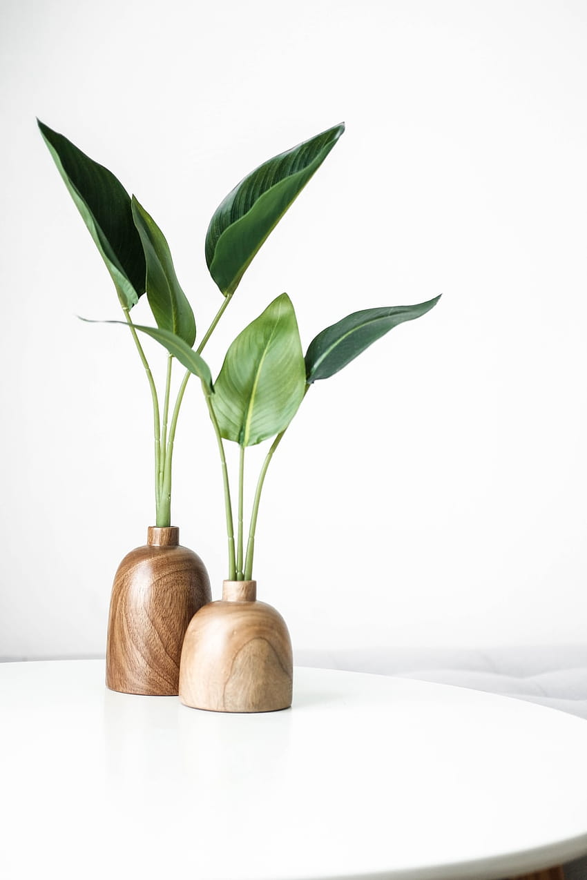 Plantas verdes, vasos de plantas Papel de parede de celular HD