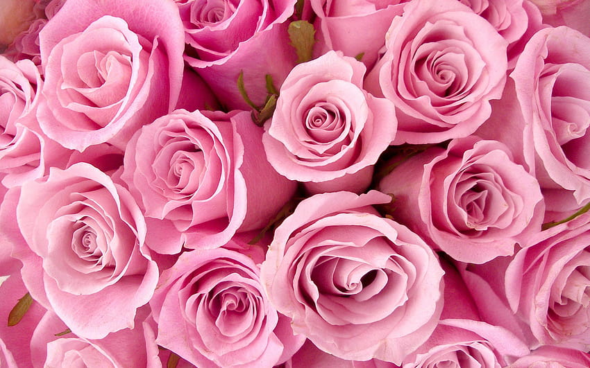 Special Pink Roses HD wallpaper | Pxfuel