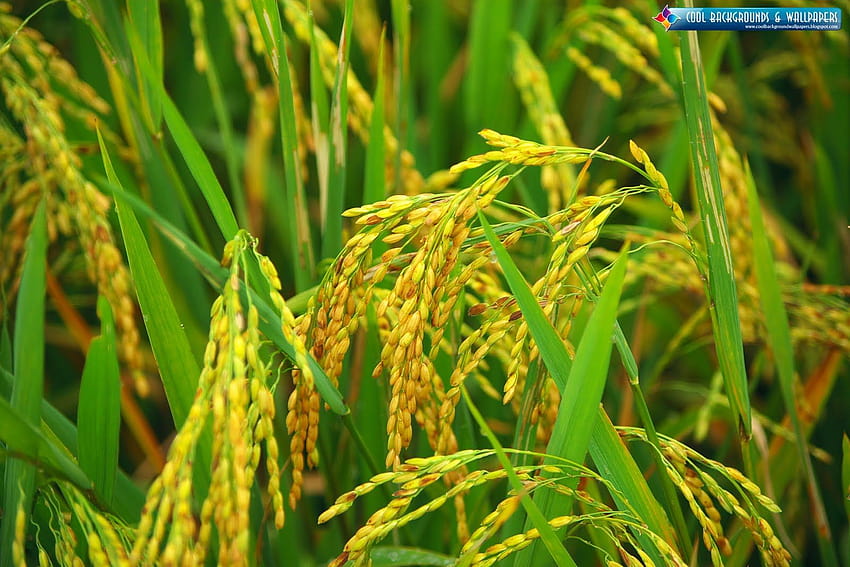 : Rice Farming HD wallpaper
