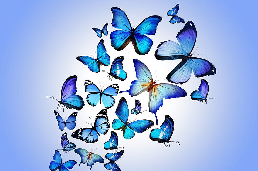 2560x1700 Schmetterlingskunst Chromebook Pixel , Hintergründe und Schmetterlingsästhetik HD-Hintergrundbild