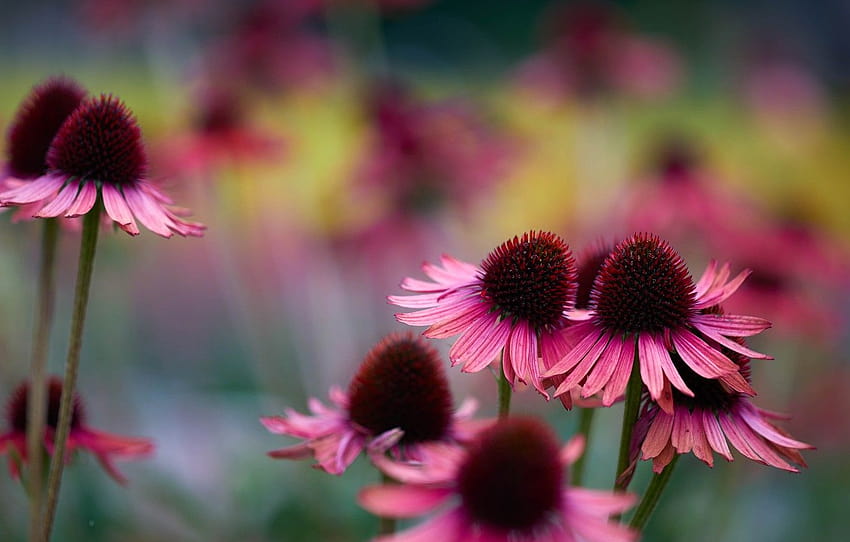 Blumen, Natur, Hintergrund, süß, Blütenblätter, Unschärfe, Garten, Echinacea-Blume HD-Hintergrundbild