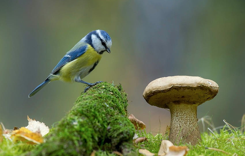 natureza, fundo, pássaro, cogumelo, musgo, teta, chapim azul, Andrey Kiselev, seção животные papel de parede HD