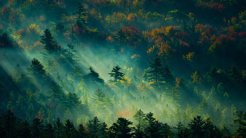 Büyülü Orman, yaprak döken orman HD duvar kağıdı