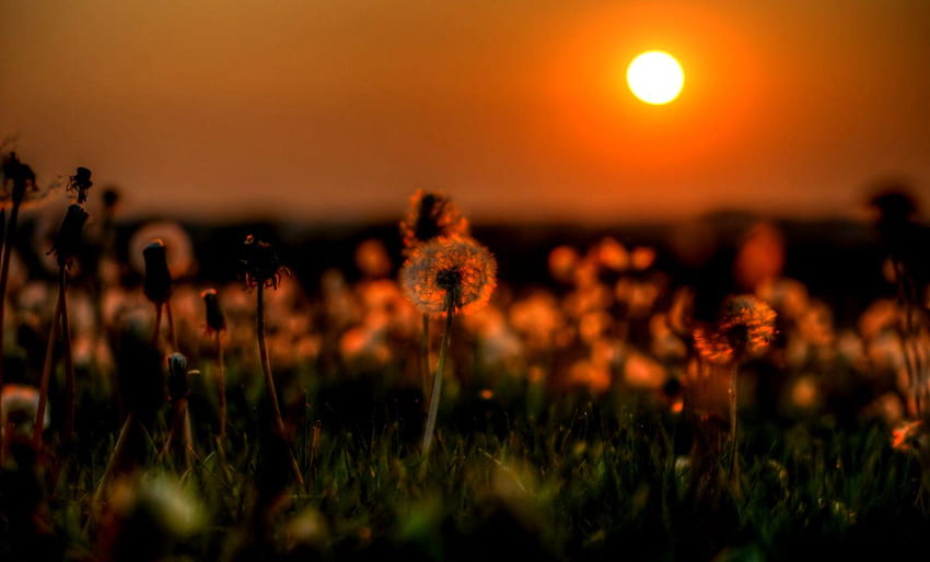 Sonnenuntergang-Löwenzahn-Feld-Natur, Blumen auf dem Sonnenuntergang HD-Hintergrundbild