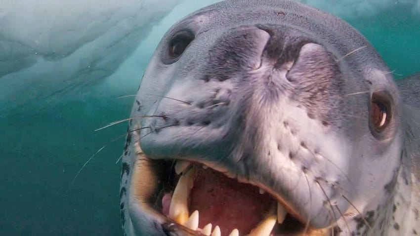 Fun Animals Wiki, Vidéos, Histoires: Le léopard de mer affiche son côté nourricier Fond d'écran HD