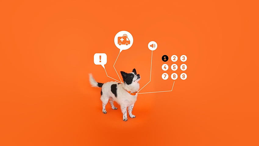 Technik pomaga psom nauczyć się „rozmawiać” z ludźmi, pies mówi „proszę”. Tapeta HD