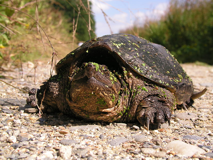 animals turtles snapping turtles 2560x1920 High Quality ,High Definition HD wallpaper