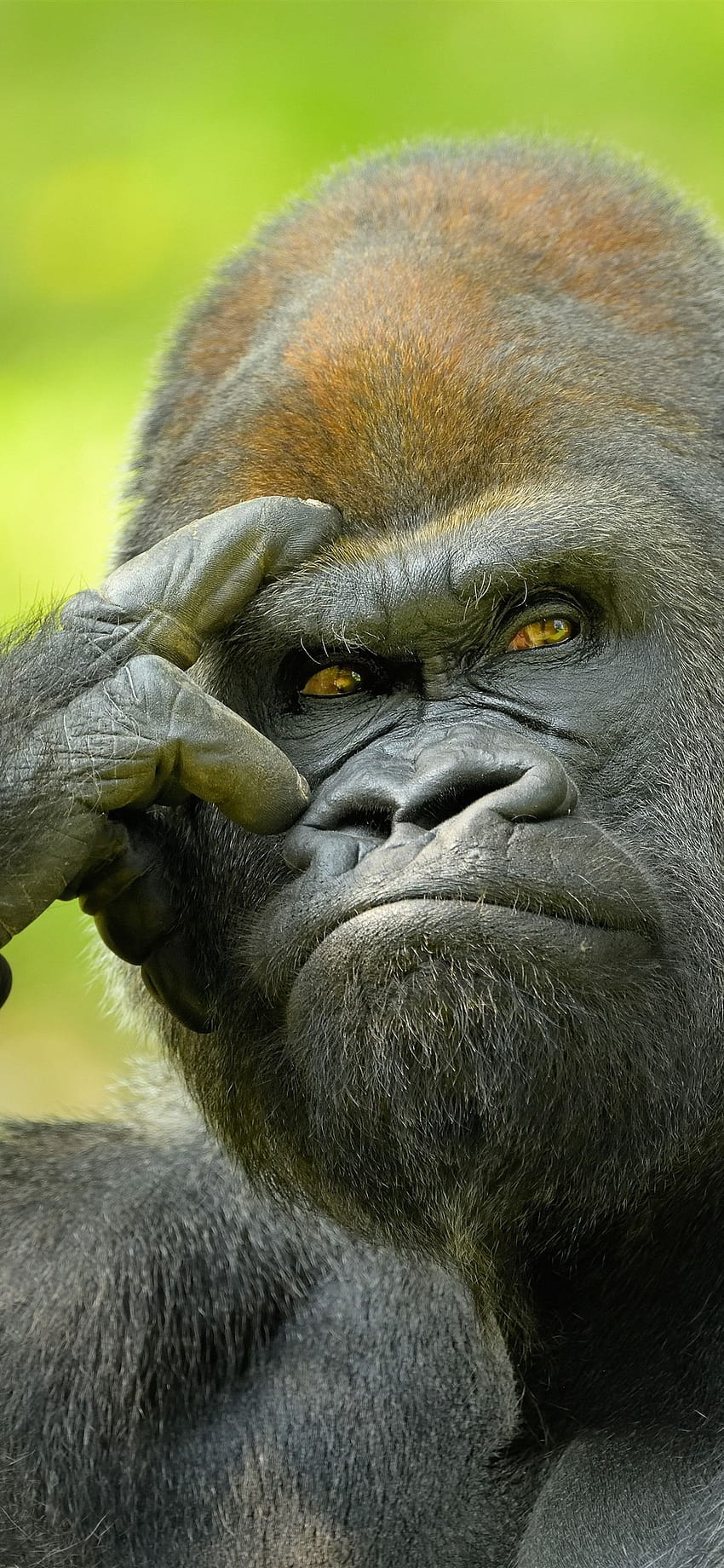 Goril, yaban hayatı 5120x2880 U , bebek goril iphone HD telefon duvar kağıdı