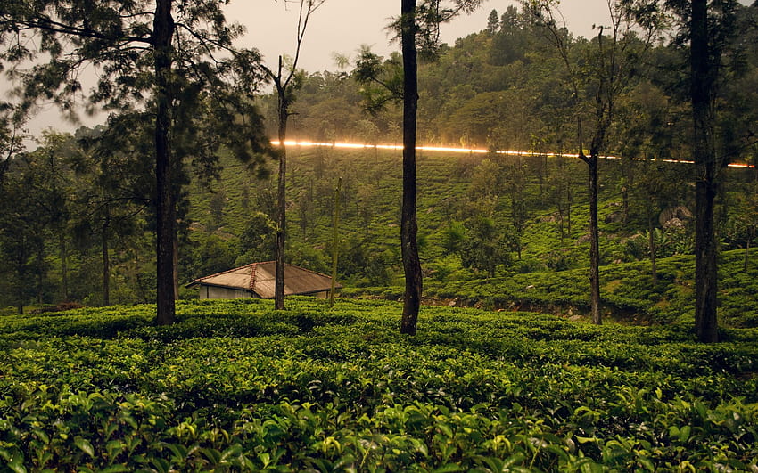2560x1600 Srilanka, Hut, Fresh Plants, Trees, Countryside, Time, plants and trees HD wallpaper