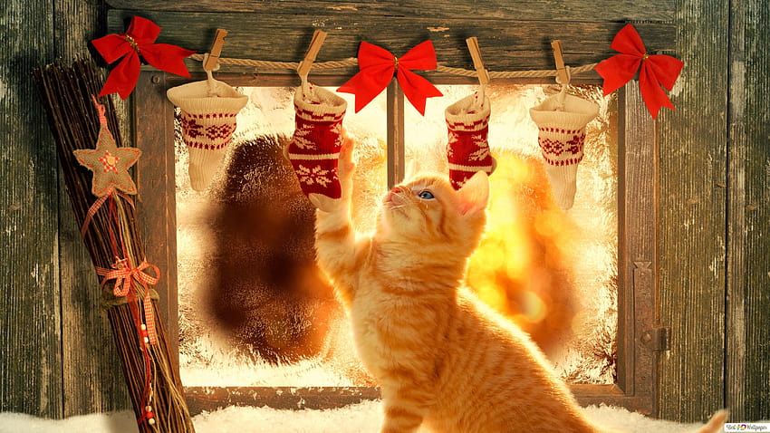 Turuncu kedinin tatili, turuncu yavru kedi HD duvar kağıdı