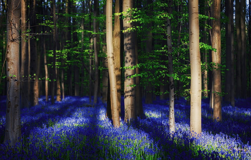 forest, light, trees, flowers, spring, shadows, Belgium, bells, bell, light, woodlands , section природа, spring woodlands HD wallpaper