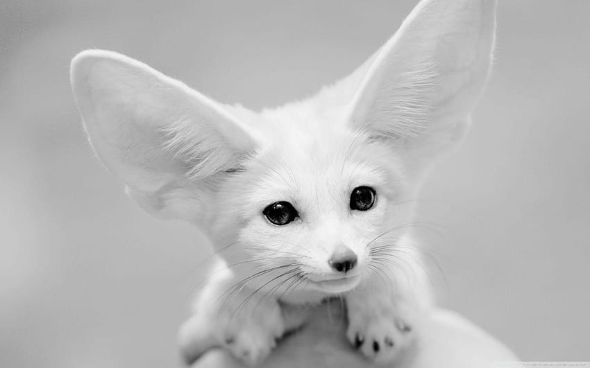 prompthunt an anime of a fennec fox peacock character with oni fangs  wearing mage robes sitting in a library over candlelight anime by yuji  ikehata spooky halloween candlelight dimly lit realistic detailed