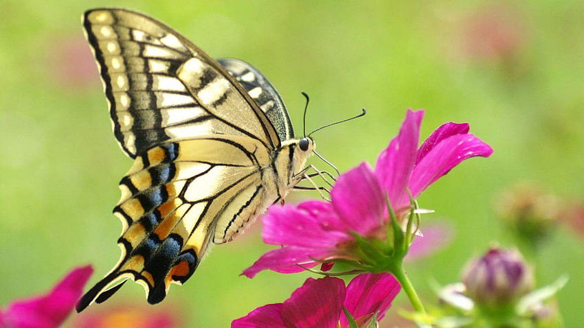 Amazing Butterfy Full Screen, full screen butterfly HD wallpaper