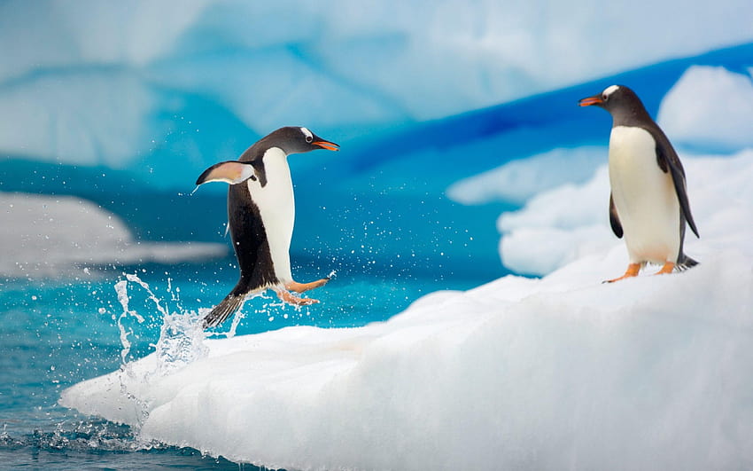 Pingüino Pareja Nieve Hielo Ártico Salto Antártida Diversión fondo de pantalla