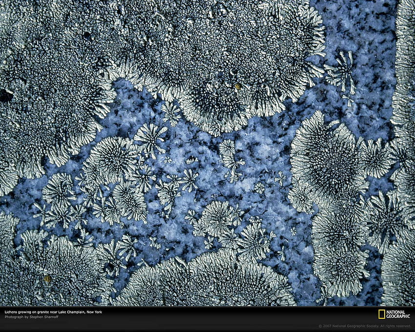 Lichens on Granite HD wallpaper